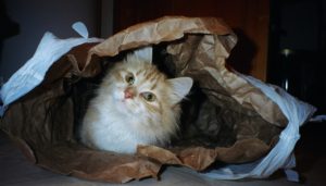 Deming enjoys hiding in a paper bag
