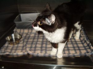 Gemmy explores a safe place with a litter box water bowl and soft blanket at Country Care Pet Hospital