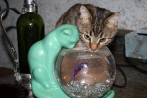 Squeak enjoys this novel drinking station, and gets extra stimulation from the fish who lives inside