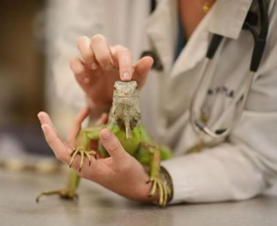 country-care-pet-hospital-gecko